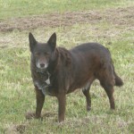 The Valley Watchdog